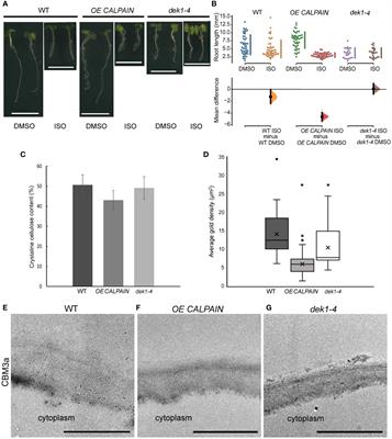 DEFECTIVE KERNEL1 regulates cellulose synthesis and affects primary cell wall mechanics